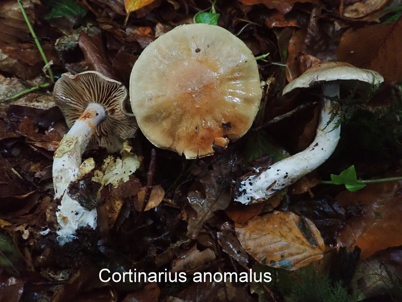 Cortinarius anomalus-amf574-1.jpg - Cortinarius anomalus ; Syn: Dermocybe anomala ; Nom français: Cortinaire anormal